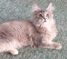 Rear Ticked Maine Coon Kittens In Crawley West Sussex Gumtree