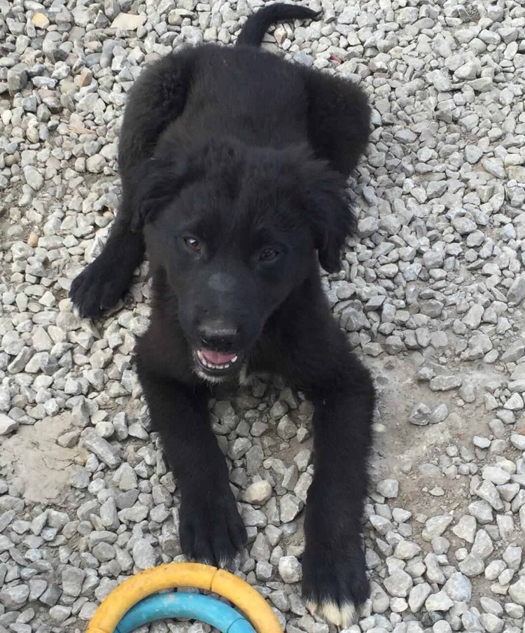 labrador cross saluki lurcher Puppy for sale in Romford, London Gumtree