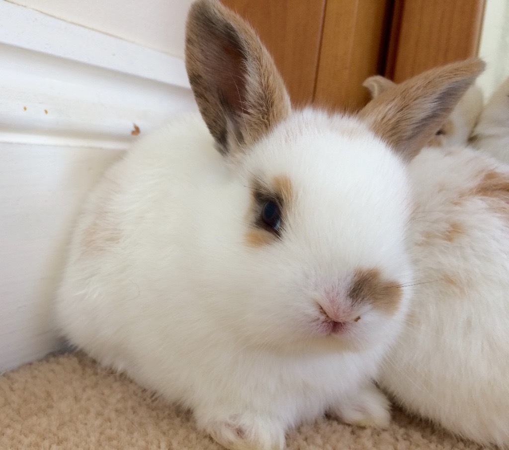 Mini Lop X Rex Baby Bunny Rabbits For Sale Ready Mid June in