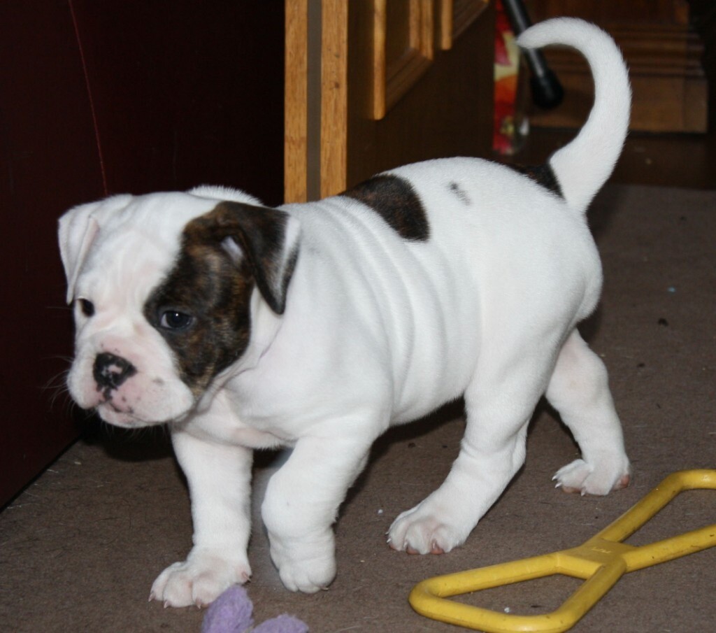 Old Tyme x Old English Bulldog Puppies, ready next week in Bicester