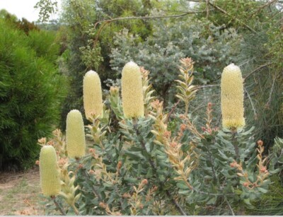 Banksia Sceptrum Dwarf Excellent Cut Flower Protea Family Striking