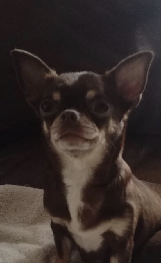 Teacup chihuahua female in WaltonleDale, Lancashire Gumtree