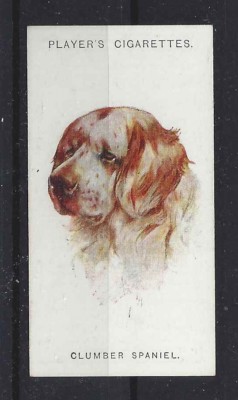 1929 UK Arthur Wardle Art Dog Portrait Player Cigarette Card CLUMBER SPANIEL