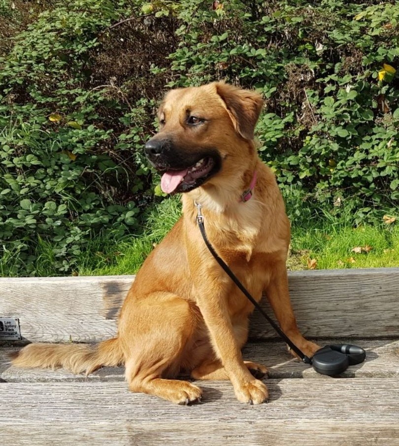 Half Rottweiler Half German Shepherd 16 months old in North London