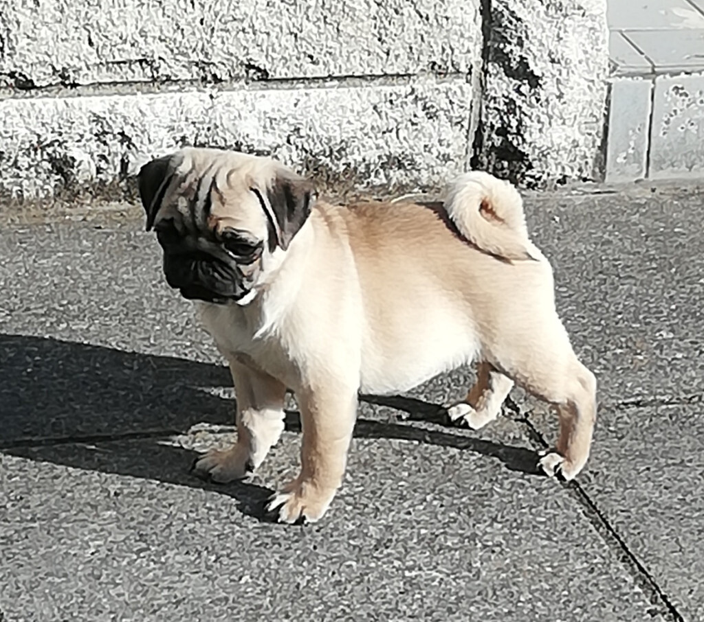 1 strong healthy boy pug puppy reduced in Newcastle Emlyn