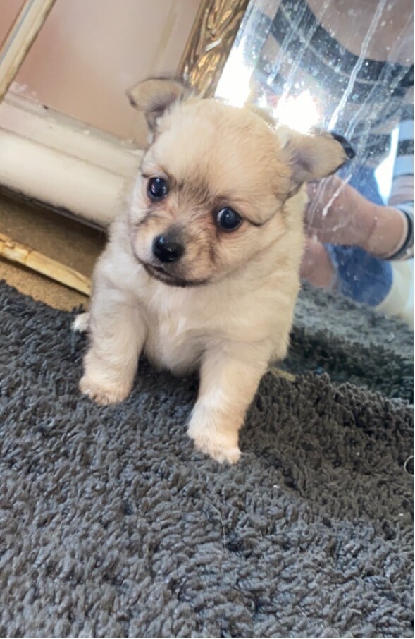 Chihuahua/Pomeranian puppies in NewtonleWillows, Merseyside Gumtree