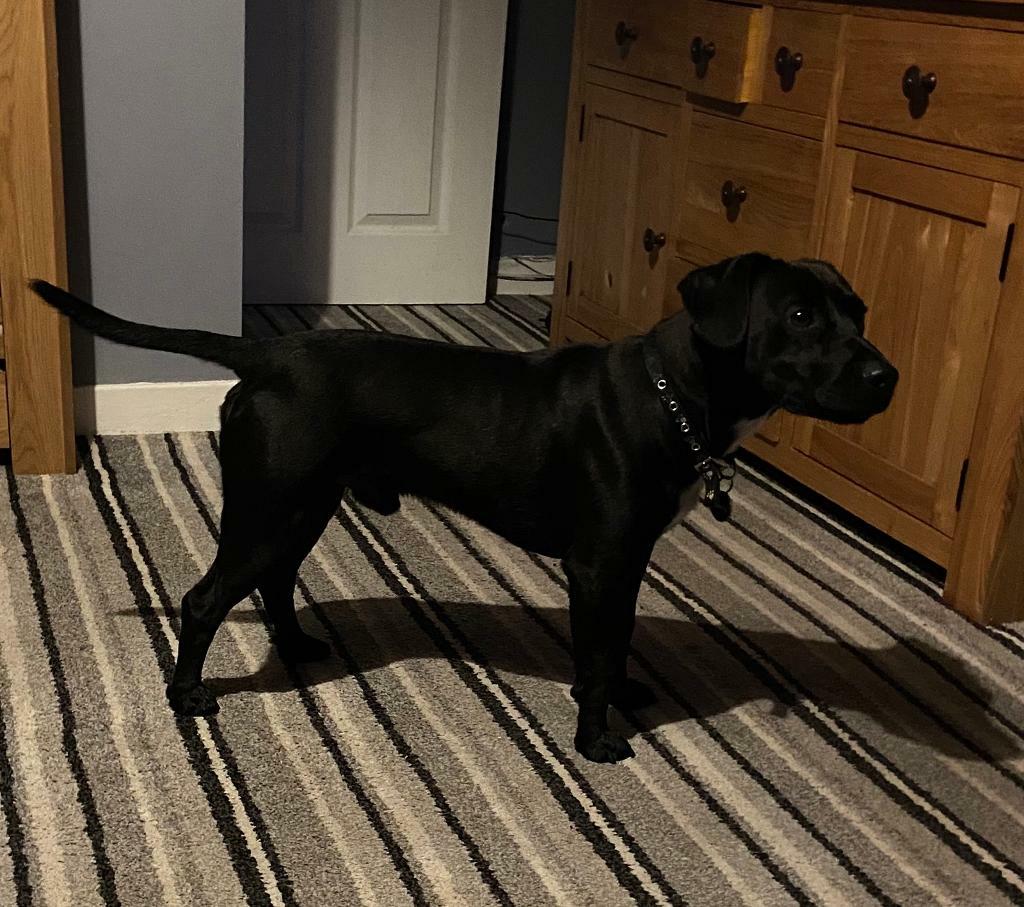 Labrador cross Patterdale in Wickersley, South Yorkshire Gumtree