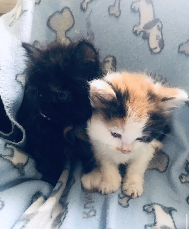 Long haired kittens in Bordesley Green, West Midlands Gumtree