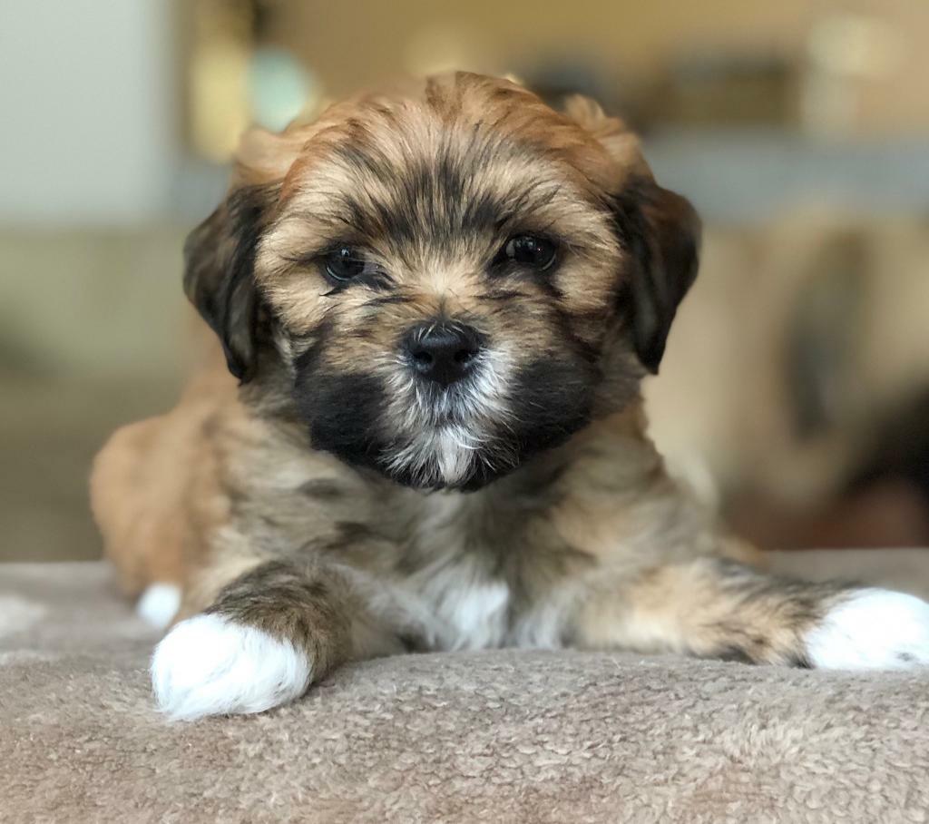 LaChon puppies (Lhasa Apso/Bichon Frisée) , ready to go now