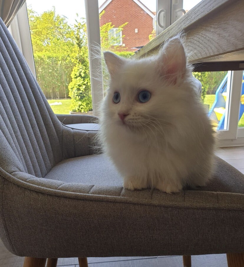 Ragdoll kitten for sale in Altrincham, Manchester Gumtree