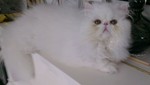 profileur0_1
