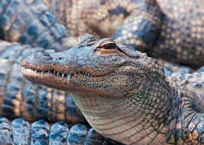 American Alligator - 3D Lenticular Postcard Greeting Card