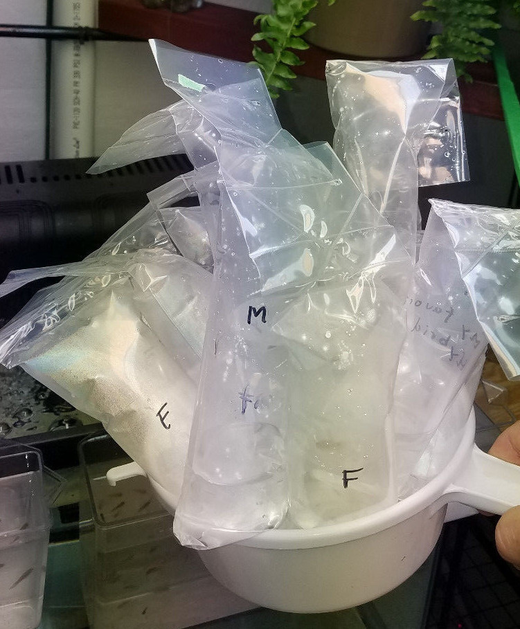 1 Beautiful Adult Trio Albino Platinum AOC (Orange) Gene - Rare Guppies