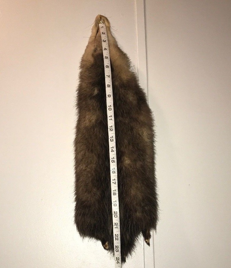 Opossum Pelt Tanned Hide Taxidermy Cabin Decor Craft Leather Fur Science