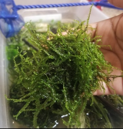 Java Moss Live Plant Freshwater  QUARTER Size