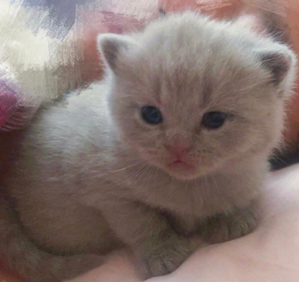 British Shorthair Cream Male Kitten In Torquay Devon Gumtree