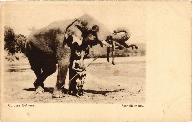 Cpa Ak Ostrov Ceylon Rabotchiy Slon. Ceylon Ed. Russian (286979)