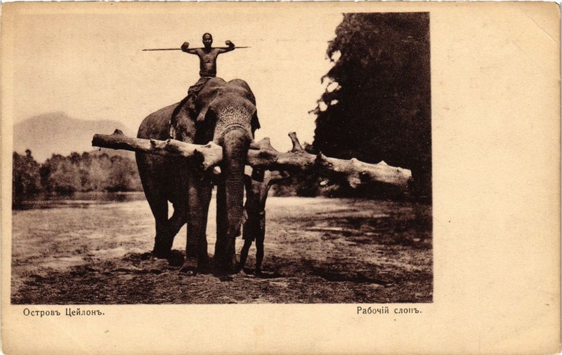 Cpa Ak Ostrov Ceylon Rabotchiy Slon. Ceylon Ed. Russian (286980)