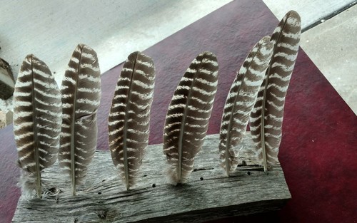 (12)Eastern Wild Turkey Wing Feathers Smudging Crafts Fletching Florist Decor