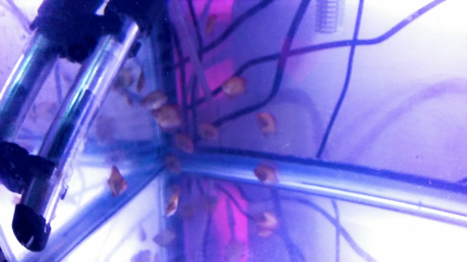 5 ( five) Ornamental DISCUS FISH