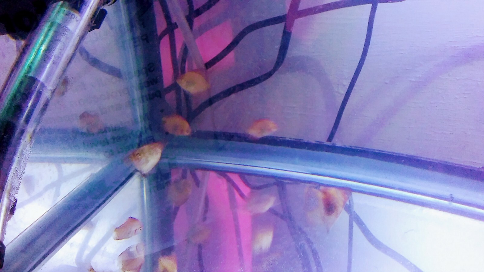 5 ( five) Ornamental DISCUS FISH