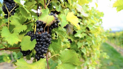 3e  Wine Grape Vine Plants * 1-2 Year Organic Grown BLUE BLACK VARIETY