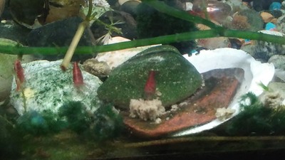 3 Orange and 3  Red cherry shrimp Mixed males and females