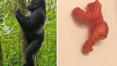 Welcome To Costco I Love You  Harambe Cheeto 2 Thank You   Save The Children 