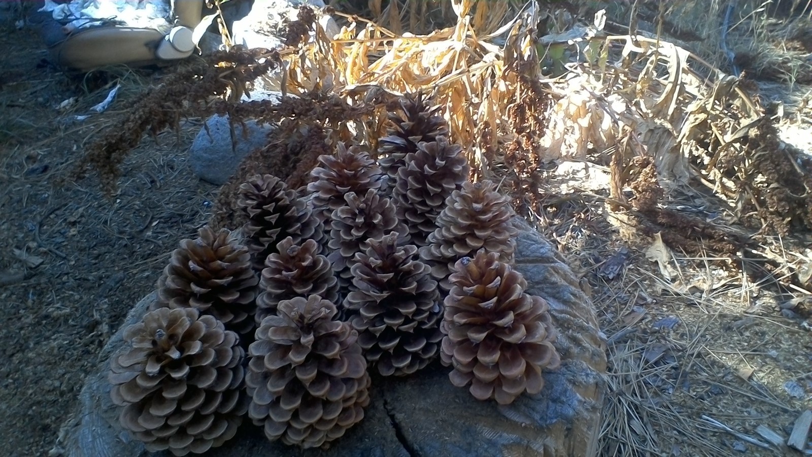 One Dozen Inland Empire Pinecones from the Sunny Okanogan Highlands