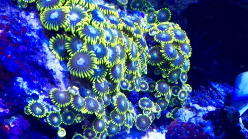 Blueberry Pie  Zoas: live Coral sps lps zoa yuma zoanthids***local Pick Only