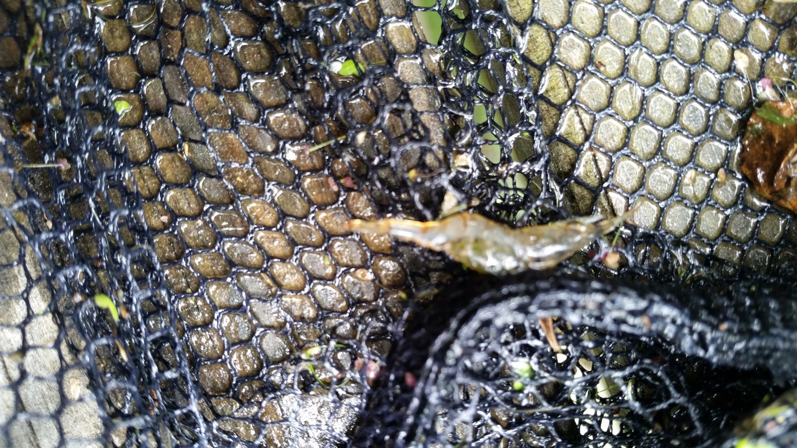 12+ Live Ghost Shrimp; freshwater; FREE SHIPPING