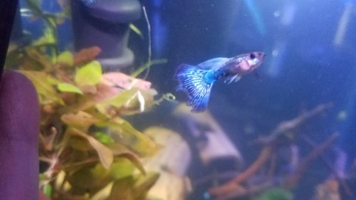 Blue Dragon Guppy Fancy Guppies show guppy trio 1 male 2 female