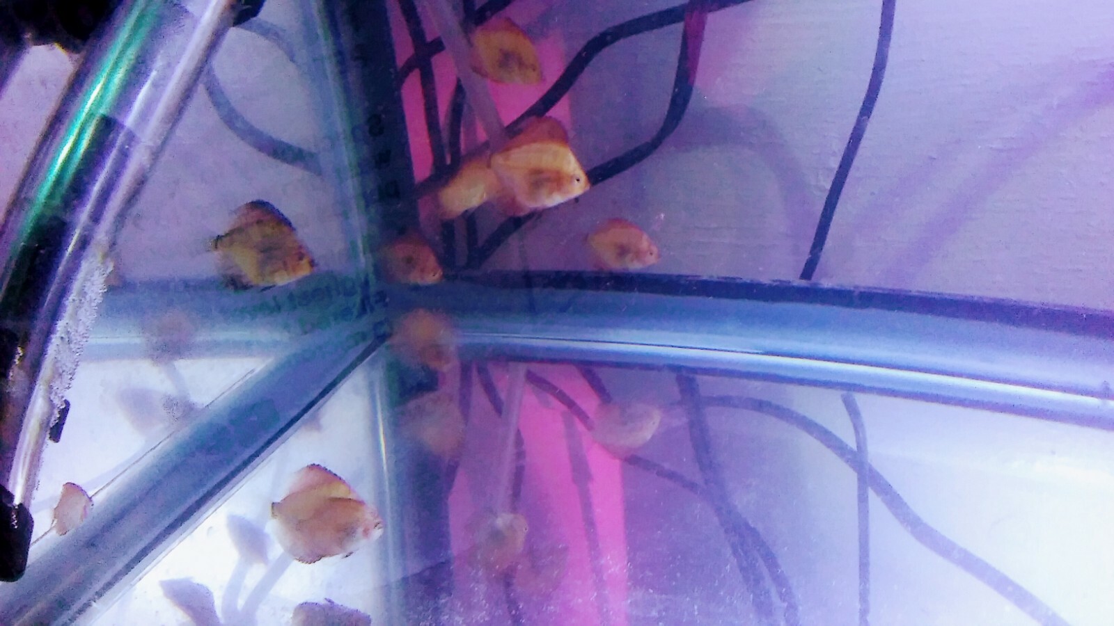 5 ( five) Ornamental DISCUS FISH