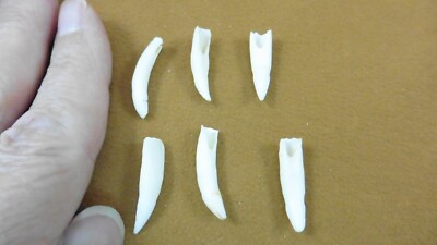 G371-43-3) SIX 1'' GATOR Alligator Aligator T**th GATORS jewelry gators make it