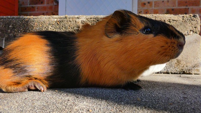 *RARE* Abyssinian guinea pig's have found their furever  