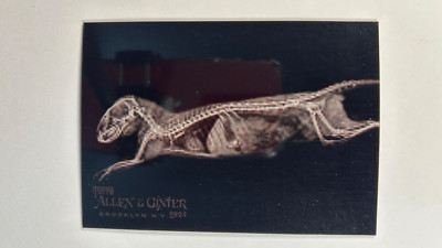 Dwarf Mongoose 2024 Topps Allen & Ginter X-Ray'd #XR-14 Insert