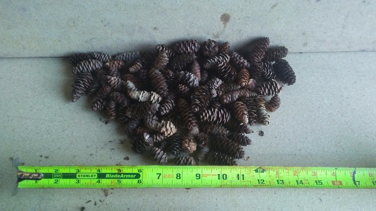 100 SPRUCE CONES