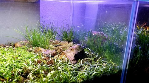 Dwarf Wire Grass, Live Plant, Aqarium, Terrarium  Paludarium