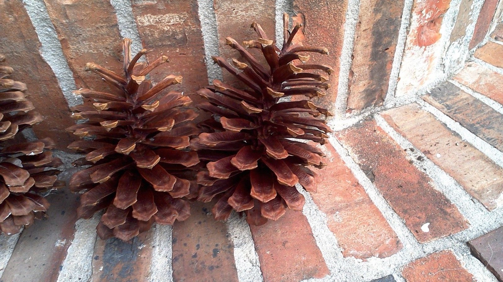 4 Large Natural Pinecones for Decorating & Crafts 7-8
