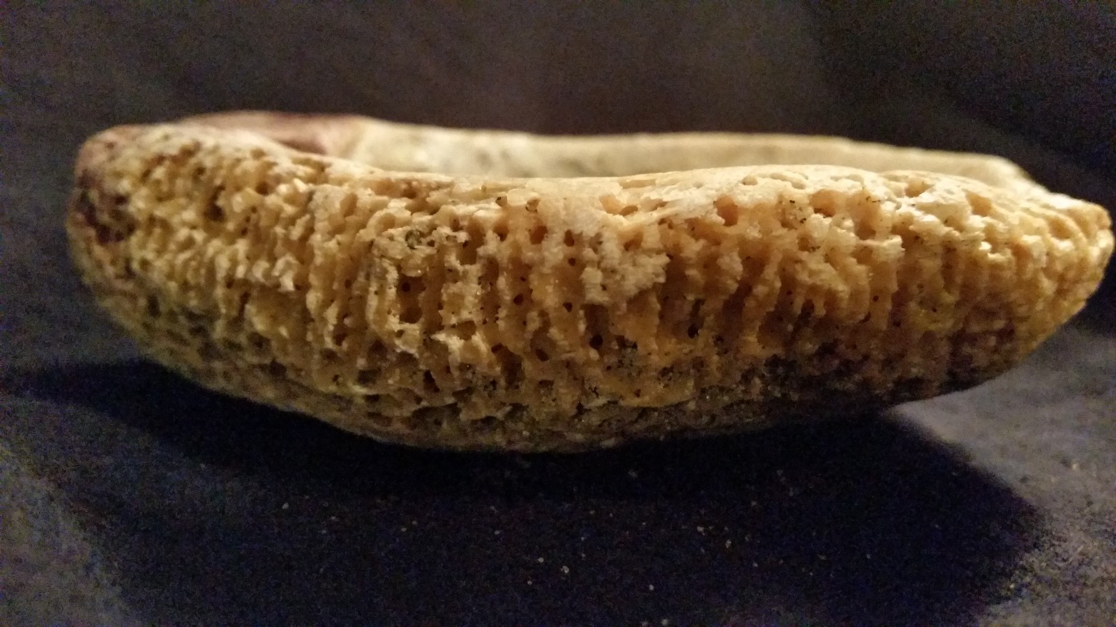 Brain Coral Fossil (Maritime) Specimen