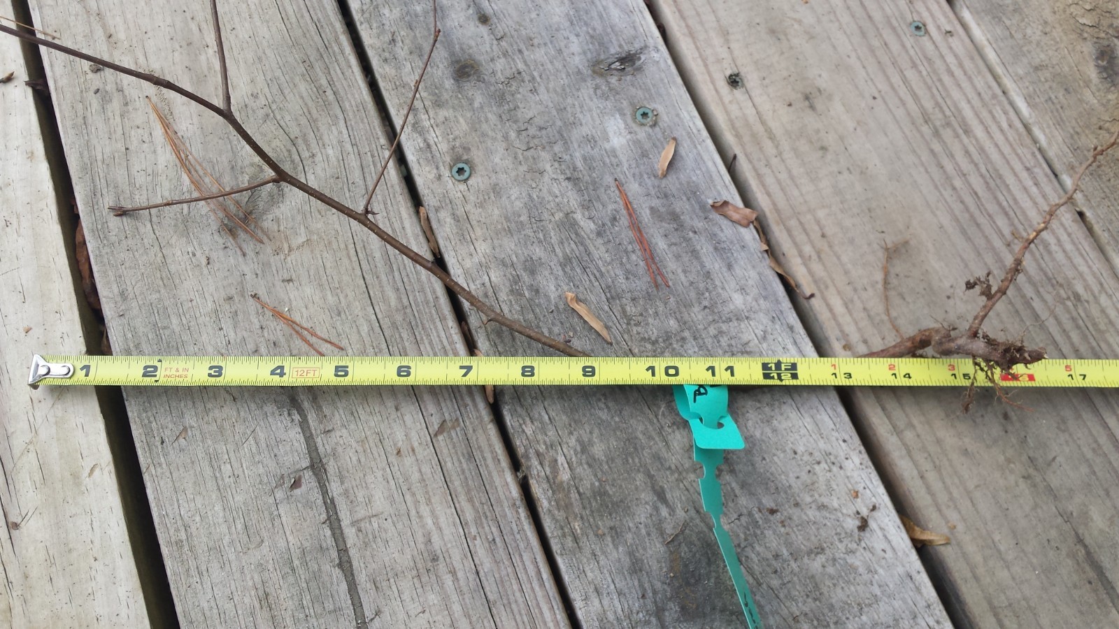 Cherry Birch(Betula lenta)~1 Bare root tree~12-24