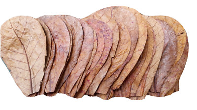 Indian Catappa Ketapang Clean Almond Leaves Tannins for Bettas, Discus, Aquarium