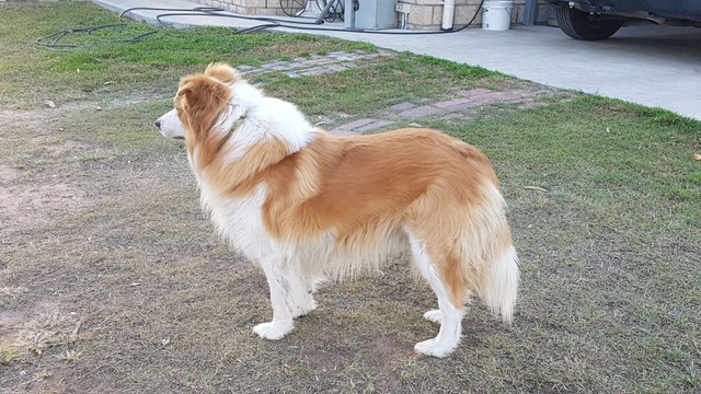 Border Collie pups | Dogs & Puppies | Gumtree Australia ...