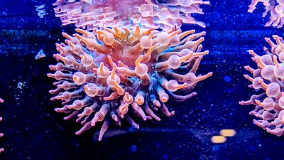 Rainbow Bubble Tip Anemone 2-5'' inch Live Coral RBTA Tank Raised -check my video