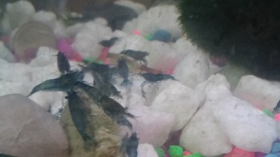 3 Orange and 3  Red cherry shrimp Mixed males and females