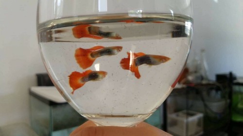 Tuxedo Koi Red Tail Guppy