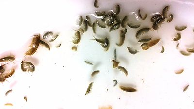 1 PORTION = 100+ AMPHIPODS LIVE SALTWATER FISH FOOD GREAT CLEANERS TOO! 