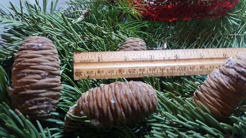 White Fir Pine Cones ElementalExchanges Lot of 5 VERY RARE FIND Sierra Nevada