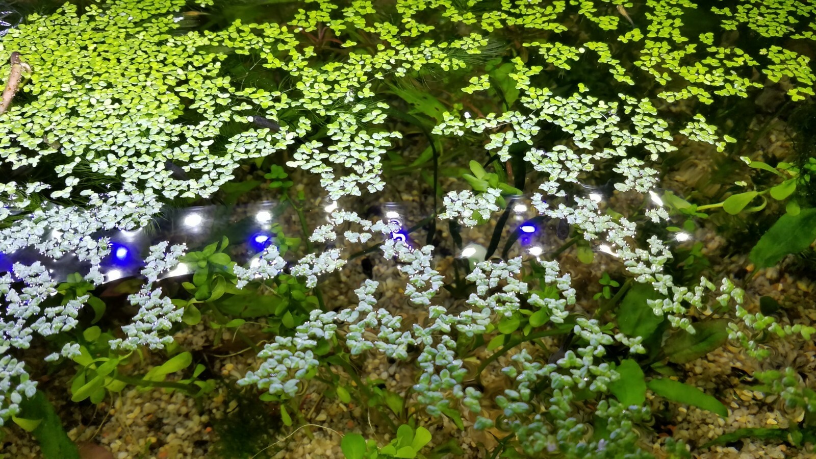 Купить Живые растения Duckweed (est.1,000pc) в интернет-магазине с Ebay ...