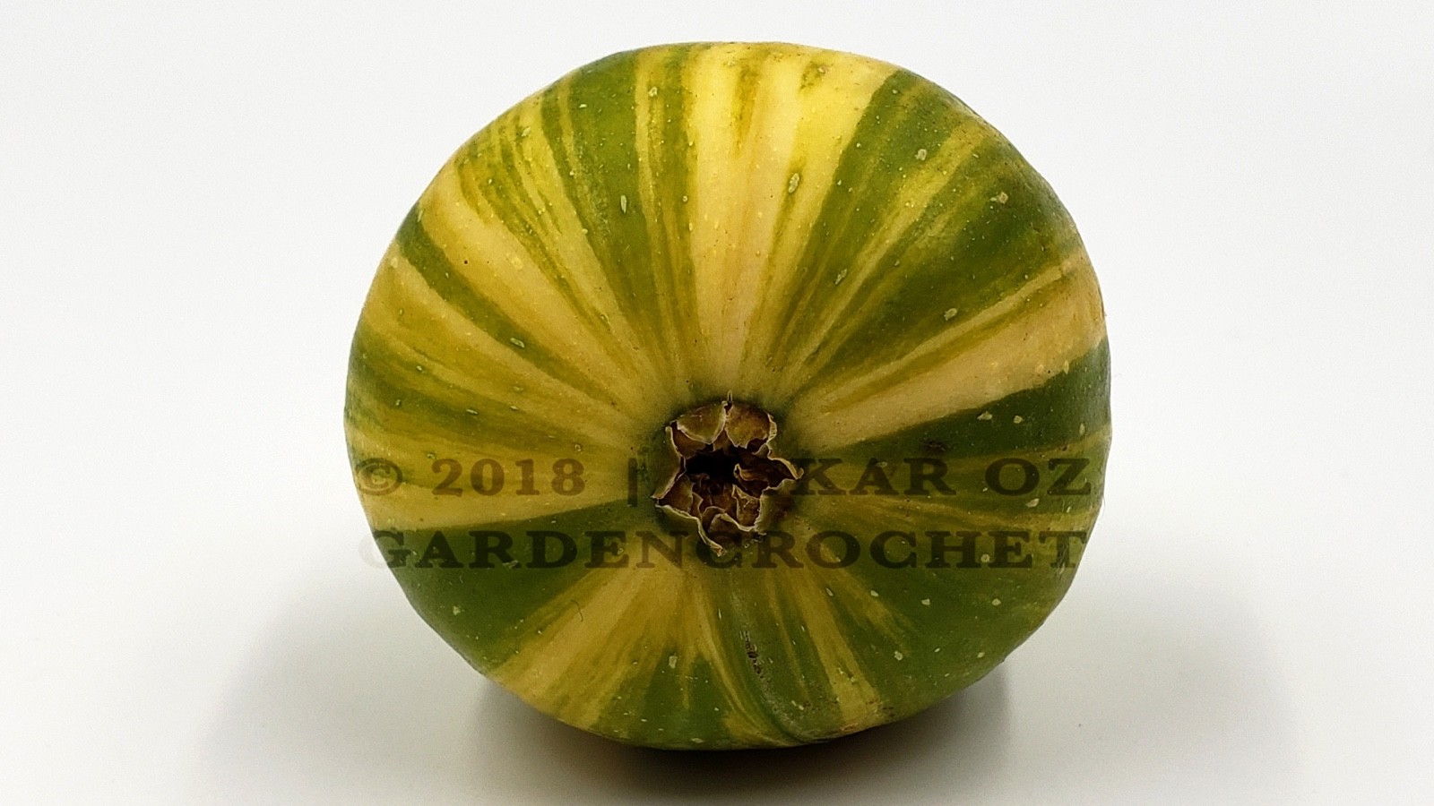 ' BORDISSOT BLANCA RIMADA ' (MP) Fig Tree Cuttings For Propagation ~ 2 Cuttings